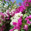 카사비앙카 이미지