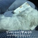 강아지 여름 필수템, 강아지 유모차 이동가방 쿨매트 대용, 해피앤퍼피 인견 아이스팩 파우치 사용 후기