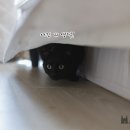 우리집동물병원 이미지