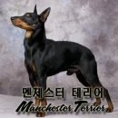 맨체스터 이미지