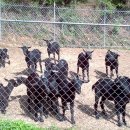 대지목장 이미지