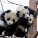 팬더 - 강남구 강남대로156길 13-4 | 팬더