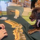 놀다가시개 이미지