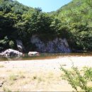 삼가향어 이미지