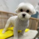 여수죽림동물병원 애견미용실 네이버블로그