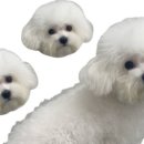 와니동물병원 이미지