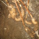 (자)정풍 이미지