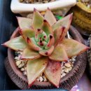 레드스타 이미지