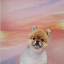 댕바라기 이미지