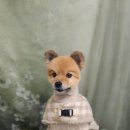 포동펫살롱 이미지