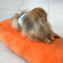 하이멍그라미 | 신논현 강아지카페 강남 논현 애견카페 하이멍그라미 hi munggrami