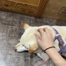 안녕 멈머야 이미지