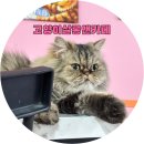고양이살롱앤카페 이미지