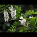 동구밖과수원길 이미지