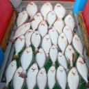 마린스타 이미지