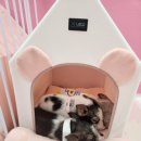 세종돼지 이미지