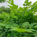 중말농장 이미지