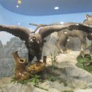 우리나라 멸종위기 야생동물 이해하기 이미지