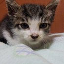 돌돌이네 이미지