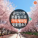 3월 24일(금) 예전 창경원 벚꽃놀이와 올해 벚꽃관련 이야기 이미지