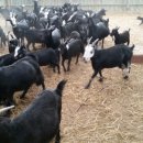 염소농장 이미지