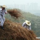 [뉴스1 PICK]&#39;전하 시원하시나이까&#39; 한식날 태조 건원릉 &#39;청완 예초의&#39; 이미지