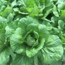 남동족구장 이미지