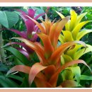 아나나스 이미지