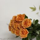 장미 | 직접 재배했다는 강진 산지 직송 장미 후기