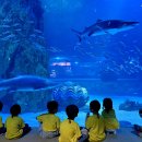 바다 놀이 이야기 - 아쿠아리움 견학2＜니모부터 벨루가까지, 해양 동물 총출동!” 🐟🐋＞ 이미지