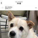 댕댕까까 이미지