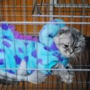 아지랑양이 이미지