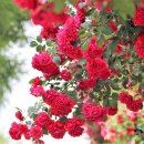 케논목장 이미지