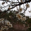 매화세탁소 이미지