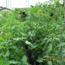 삼안농장 이미지