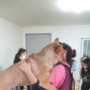 놀러와캣독 네이버블로그