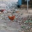 두메토종닭 이미지