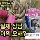 메니아님과 현장 금다육이 관리 상담 - 역대급 장마에 쌩노숙 무식하게 키운 마리아금은 잘 있나? - 이미지