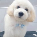 핑크펫샵 이미지