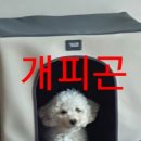 코코블리 애견운동장 이미지