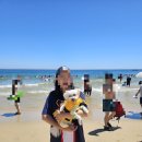 오케이드론 | 강아지와 함께한 애견동반 부산여행 : 해운대 야시장/ 해수욕장 &amp; 광안리 드론쇼✨️