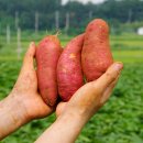 경일농장 이미지