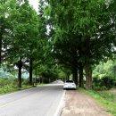 부귀 메타세쿼이아길 이미지