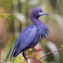 little blue heron 이미지