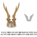 골든글라스 안경원 네이버블로그