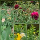 The Season of an Autumn Rose 이미지