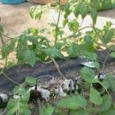 정산농장 이미지