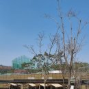 꿈의숲 라포레스타 이미지