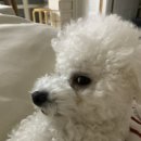 엘프빈티지 | 💗[아이폰 스냅] 1인 작가 엘프스냅 예약 후기 + 짝꿍코드 국화270529💗