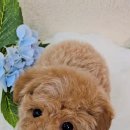 엔젤인독스 이미지